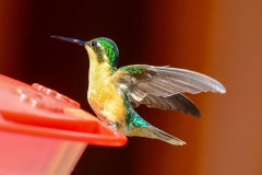White-throated Mountain Gem (F)