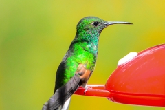 Strip-tailed Hummingbird