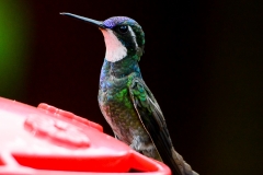 White-throated Mountain Gem (M)