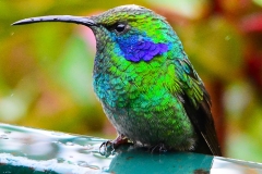 Green Violetear