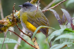 Black & Yellow Silky-flycatchere