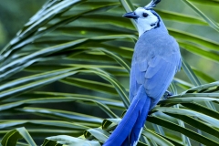 White-throated Magpie-Jay