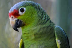 Red-lored Parrot