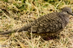 Inca Dove