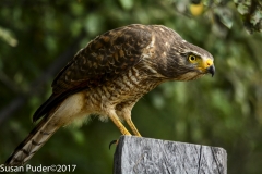 Roadside Hawk