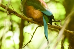 Turquoise -browed Motmot