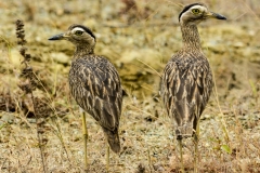 Double-stripped Thick-knees