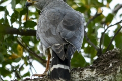 Gray Hawk