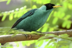 Green Honeycreeper