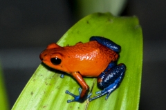 Blue Jeans Poison Dart Frog