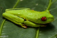 Red-eyed Tree Frog