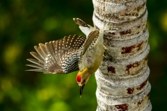 Hoffman's Woodpecker