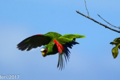 White-fronted Parrot