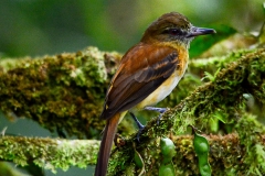 Bright-rumped Attila