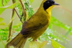 Olive-crowned Yellowthroat