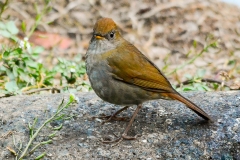 Ruddy-capped Nightingale-thrush