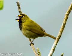 Birds of Panama