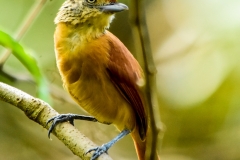 Barred Antshrike-F