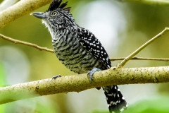 Barrred Antshrike-M