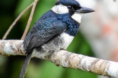 Black-breasted Puffbird