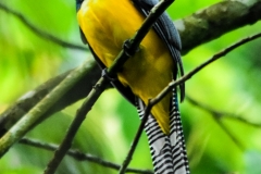 Black-throated Trogon