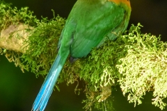 Broad-billed Motmot