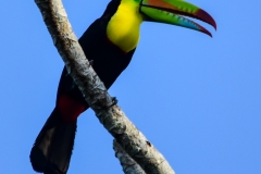 Keel-billed Toucan