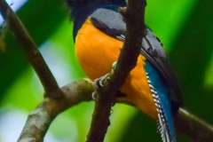 Gartered Trogon