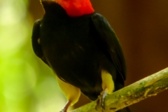 Red-capped Manakin