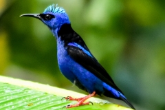 Red-legged Honeycreeper