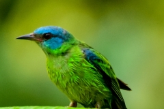 Blue Dacnis