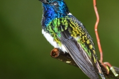 White-necked Jacobin