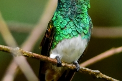 Snow-bellied Hummingbird