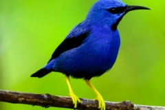 Shining Honeycreeper