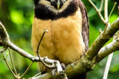 Spectacled Owl