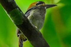 Tody Motmot
