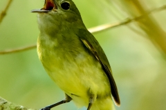 White-ruffed Manakin