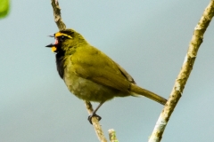 Yellow-faced Grassquit