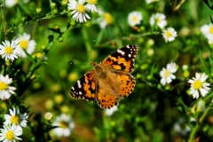 Painted Lady