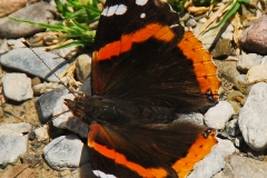 Red Admiral