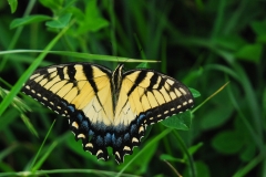 Tiger Swallowtail