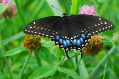 Black Swallowtail