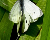 DSC0131-33