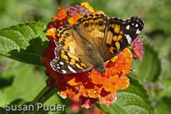 Painted Lady