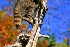 Raccoons