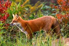 Red Fox