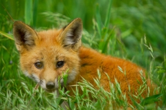 Red Fox Kit