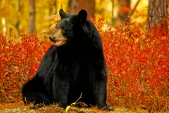 Black Bear