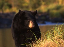 Black Bear