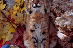 Bobcat